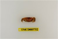 藏品(秀麗長方蟹)的圖片